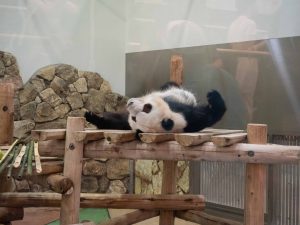 パンダ　250612 (1 - 1)